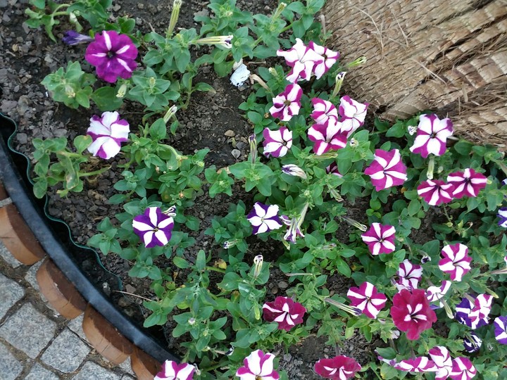 Different Types of the same flower