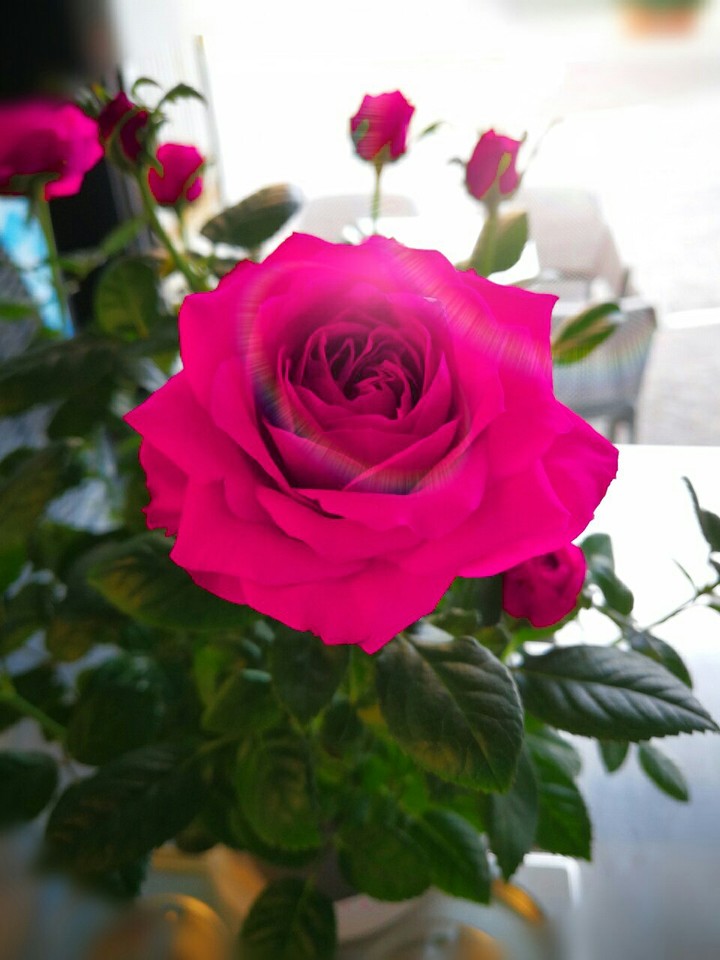 Rose