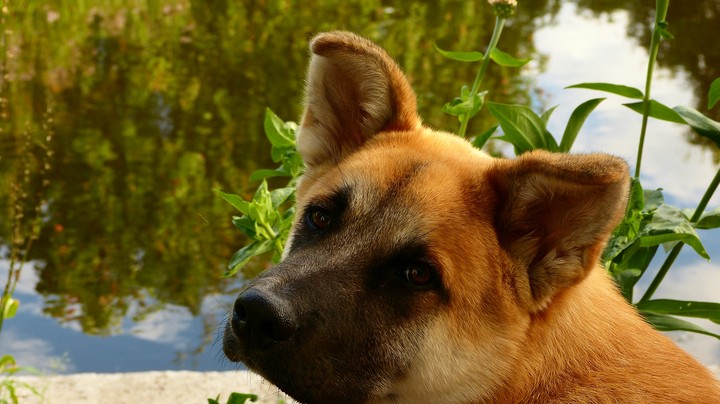 doggo