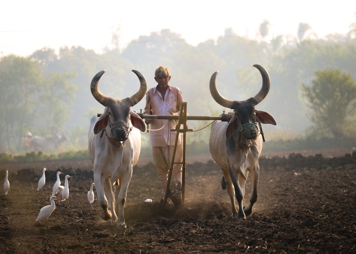 farmer