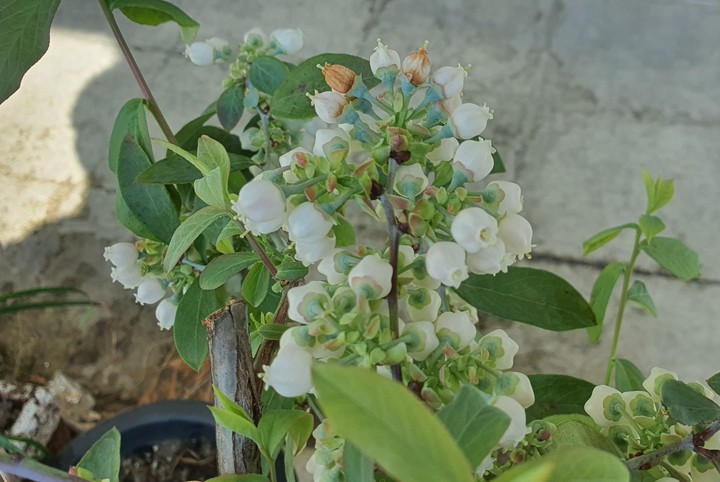 블르벨꽃