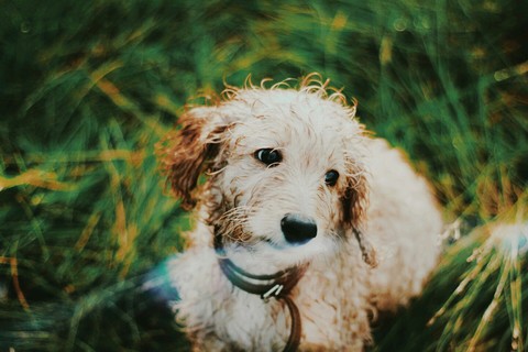 Save dogs