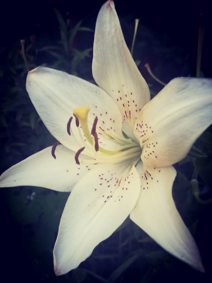 lily