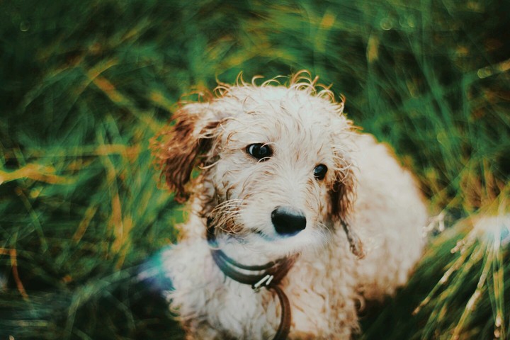 Save dogs