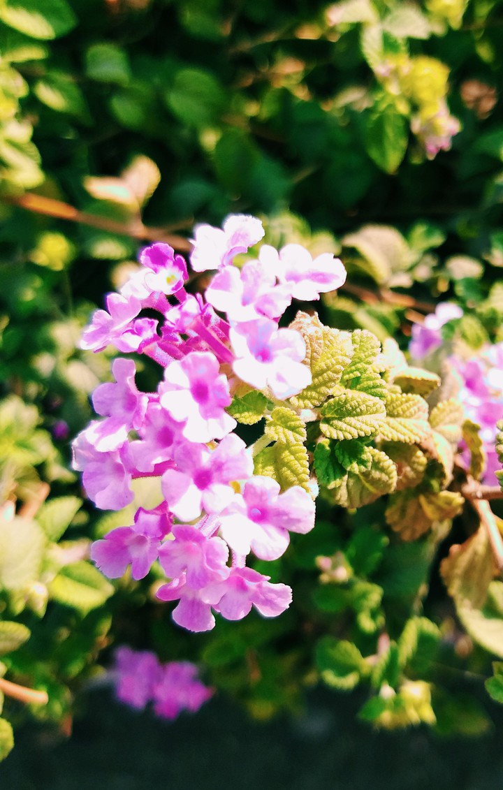 flowers at random place