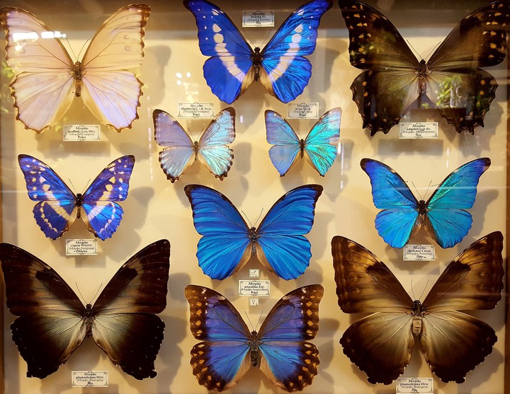 butterfly