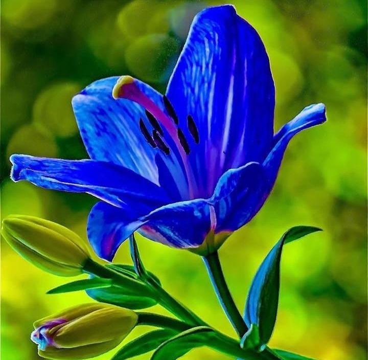 Lily