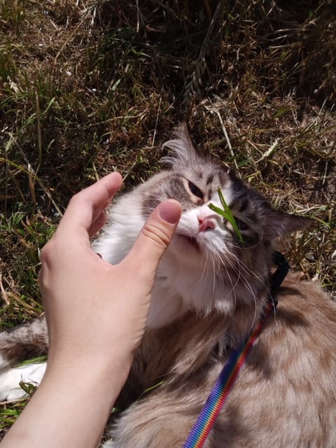 cat