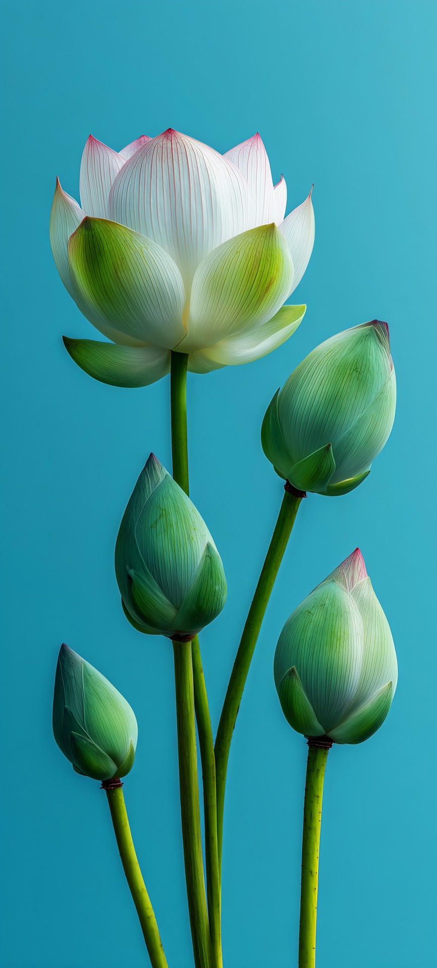 lotus, green wallpapers