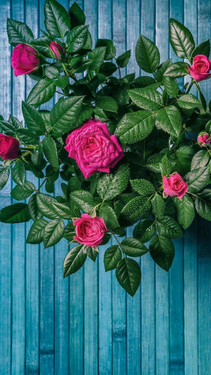 flower