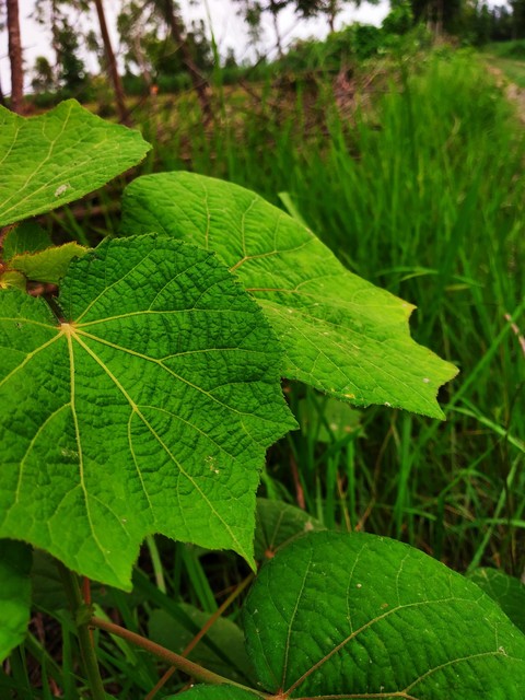 green leaf