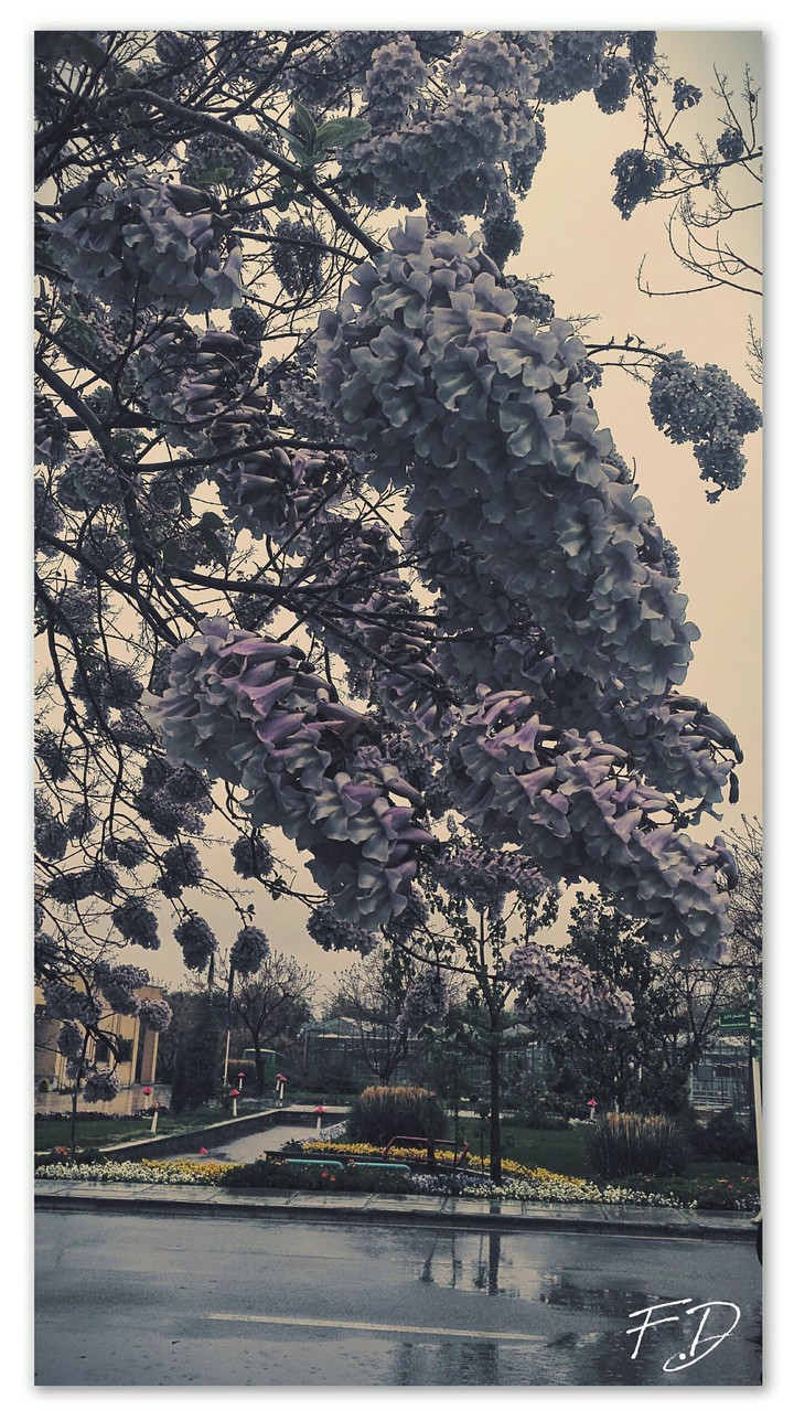 tree