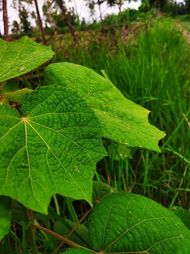 green leaf