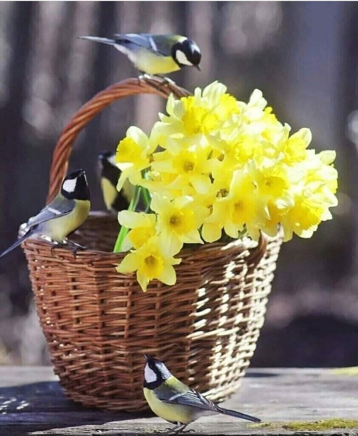 spring