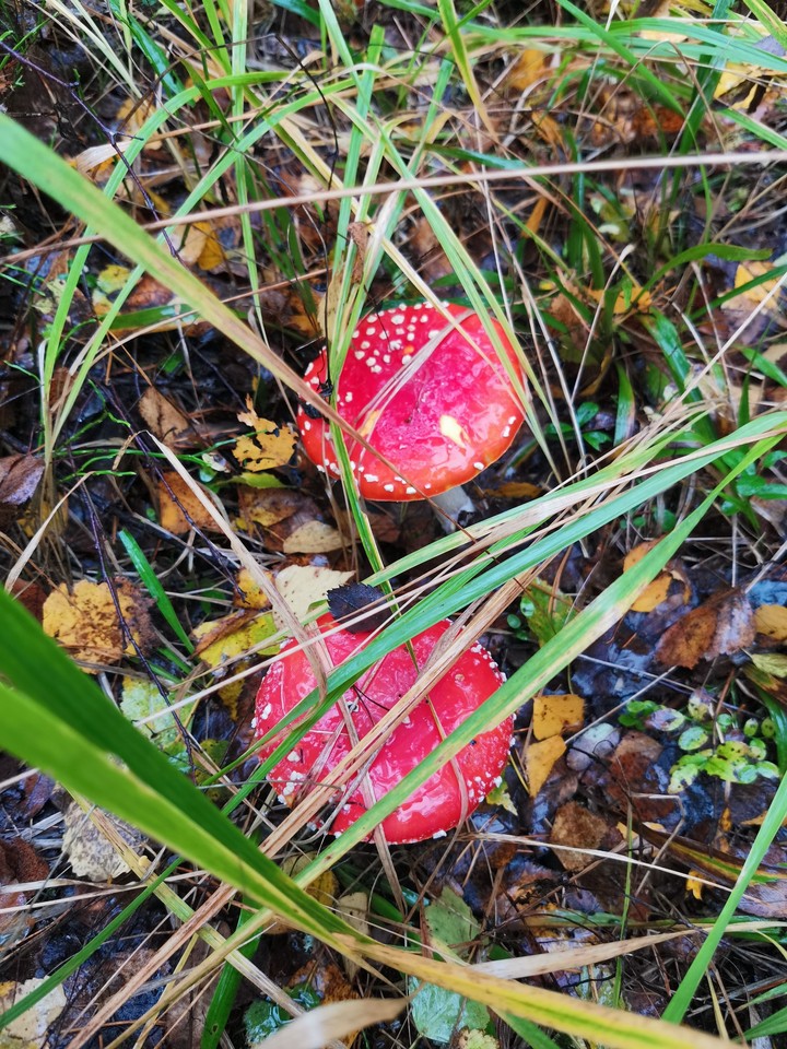 .