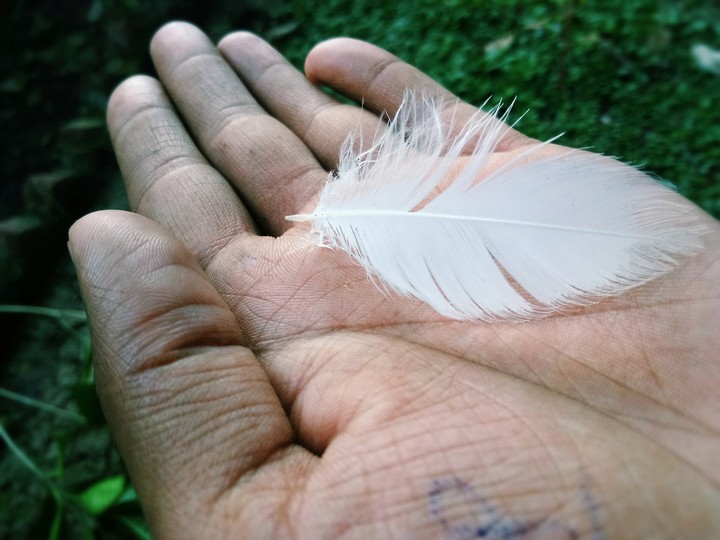 feather