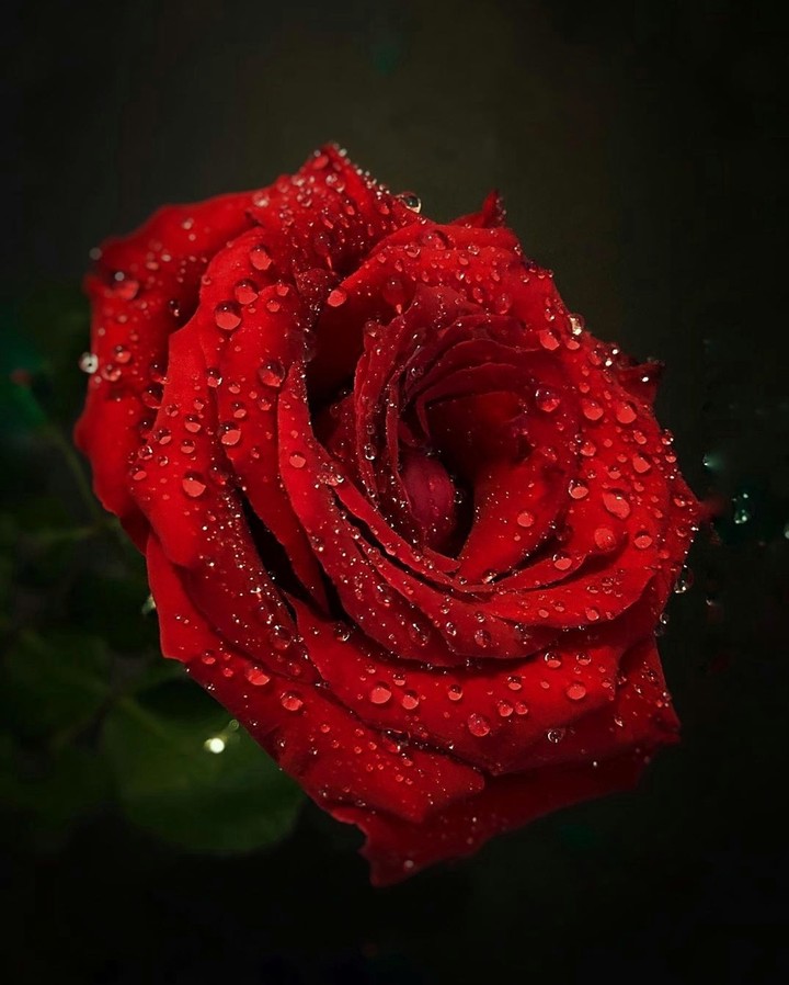 Roses