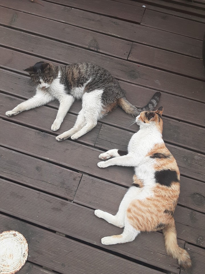 냐앙