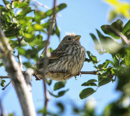sparrow