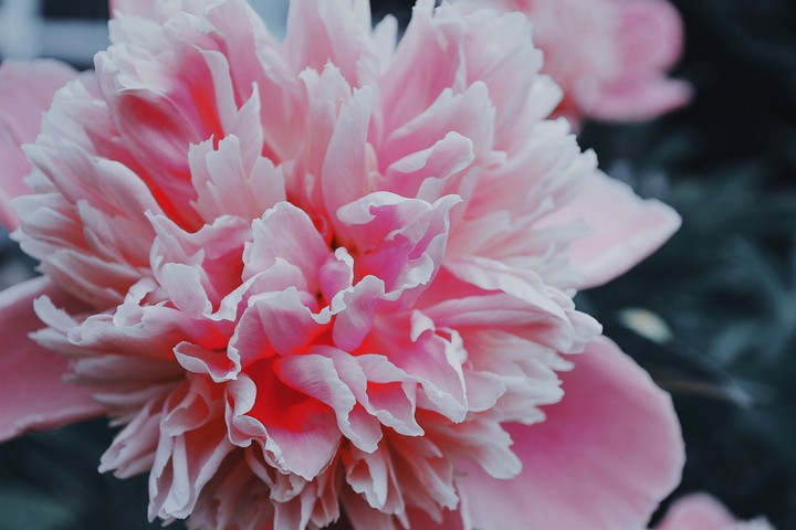 peony (flower)
