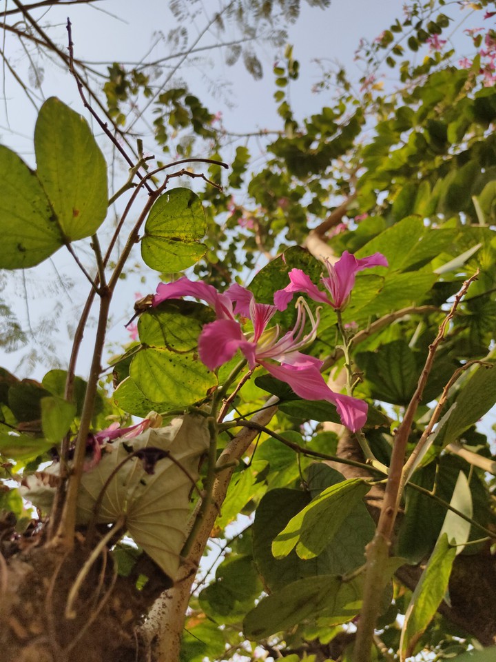 flower
