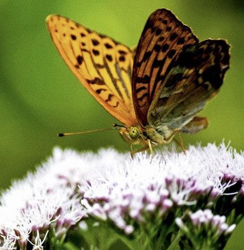 sfondi closeup, boloria