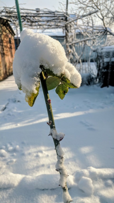 winter
