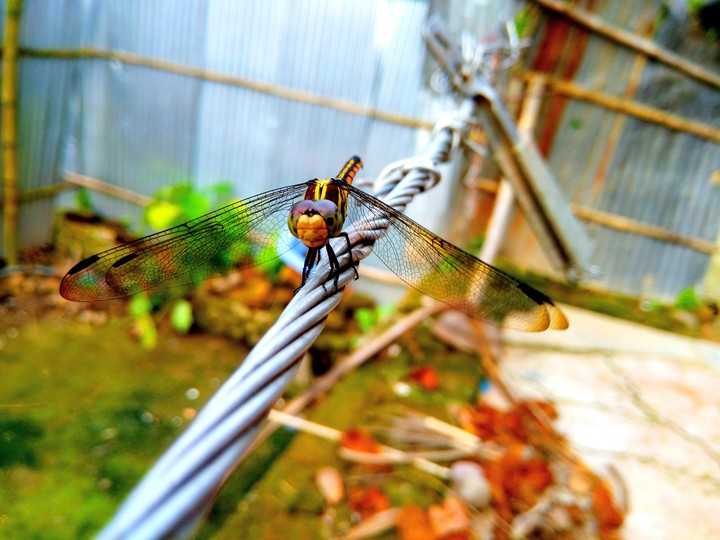 grasshopper