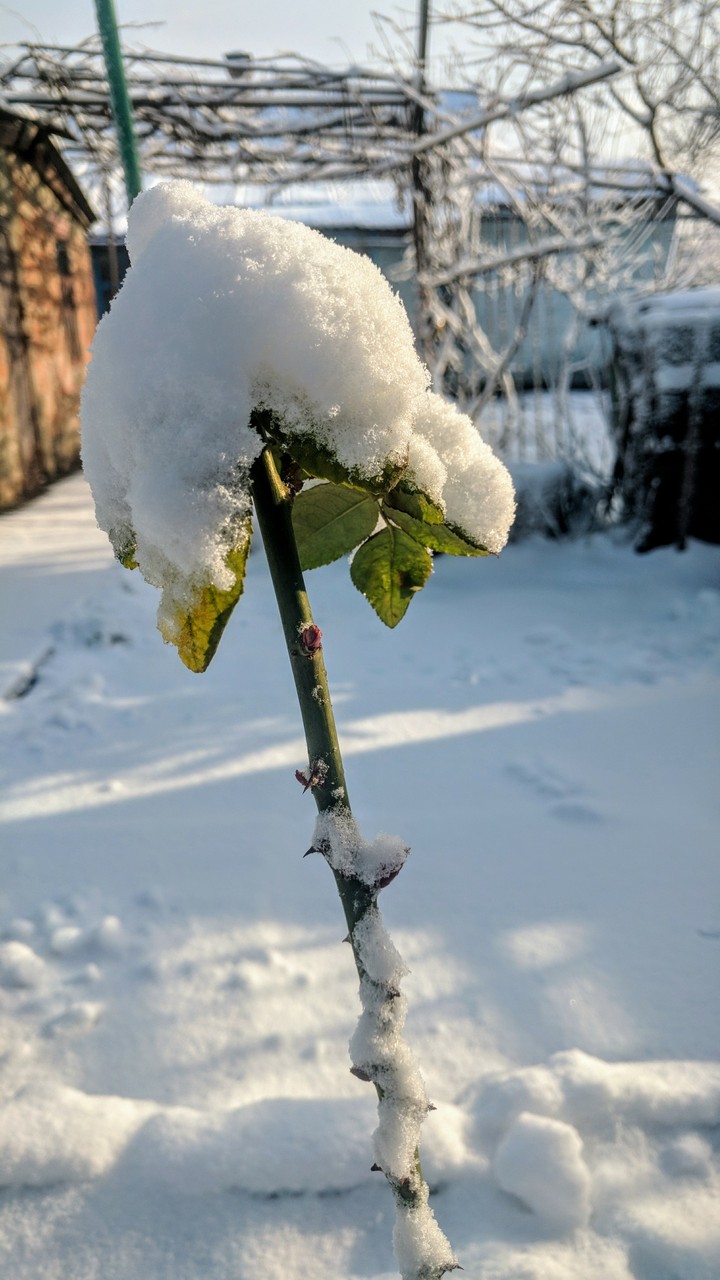winter