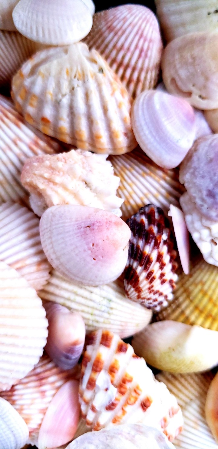 Seashells
