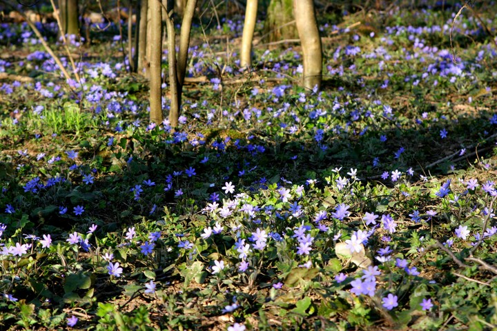 Blue anemone nemorosa. Part 2.