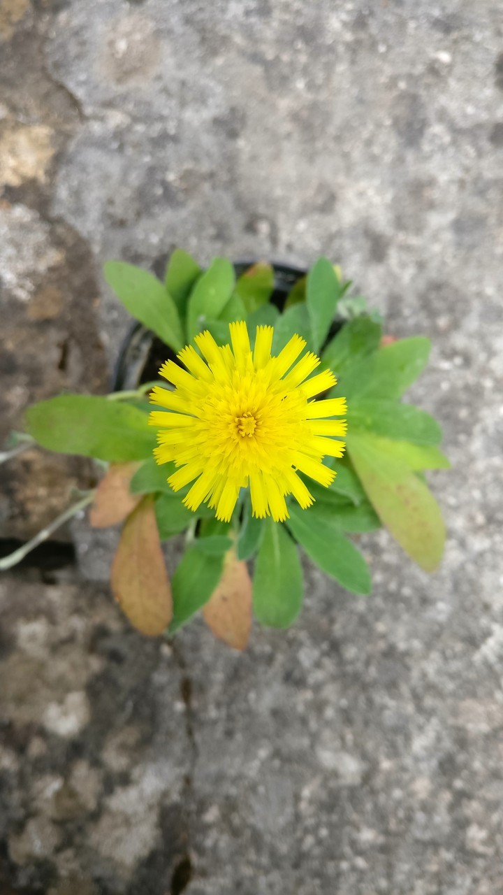 yellow flower