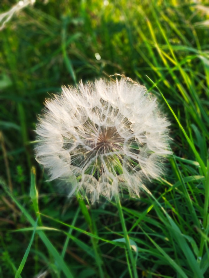 Sommer