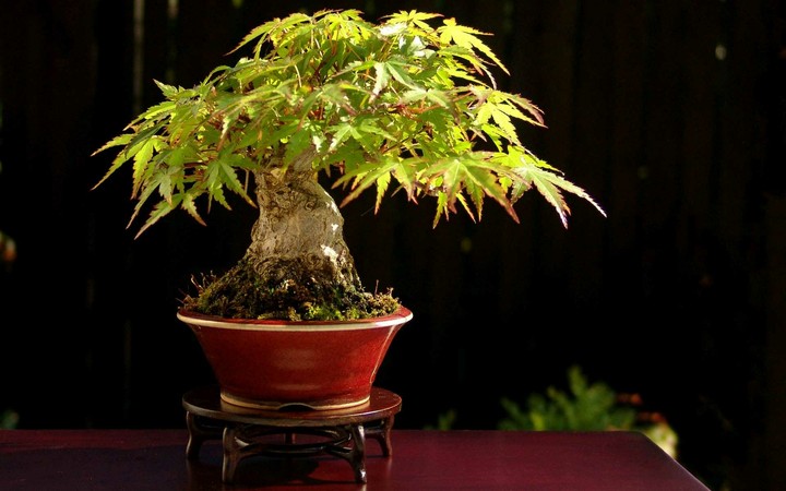arbol bomsay.