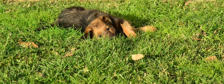 puppy