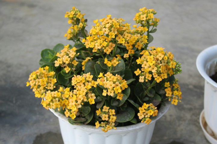 yellow love