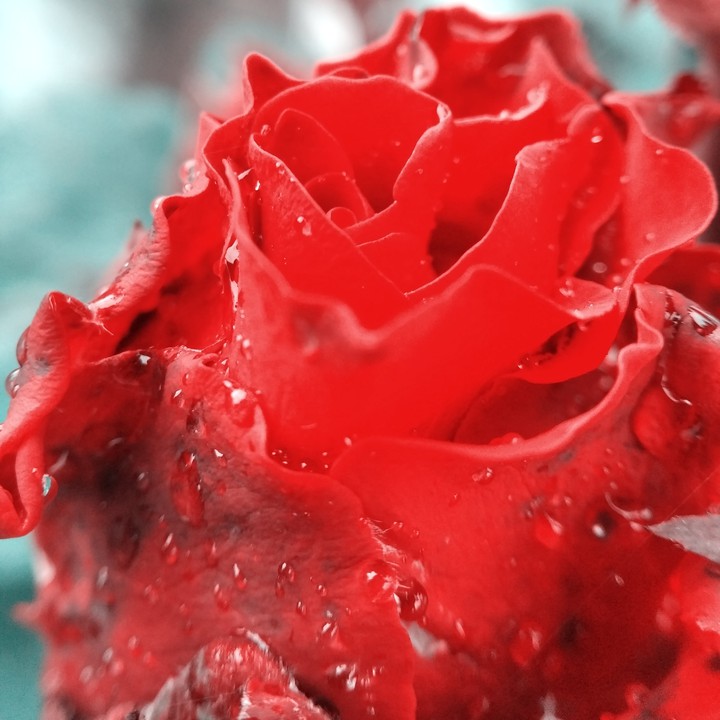 rose