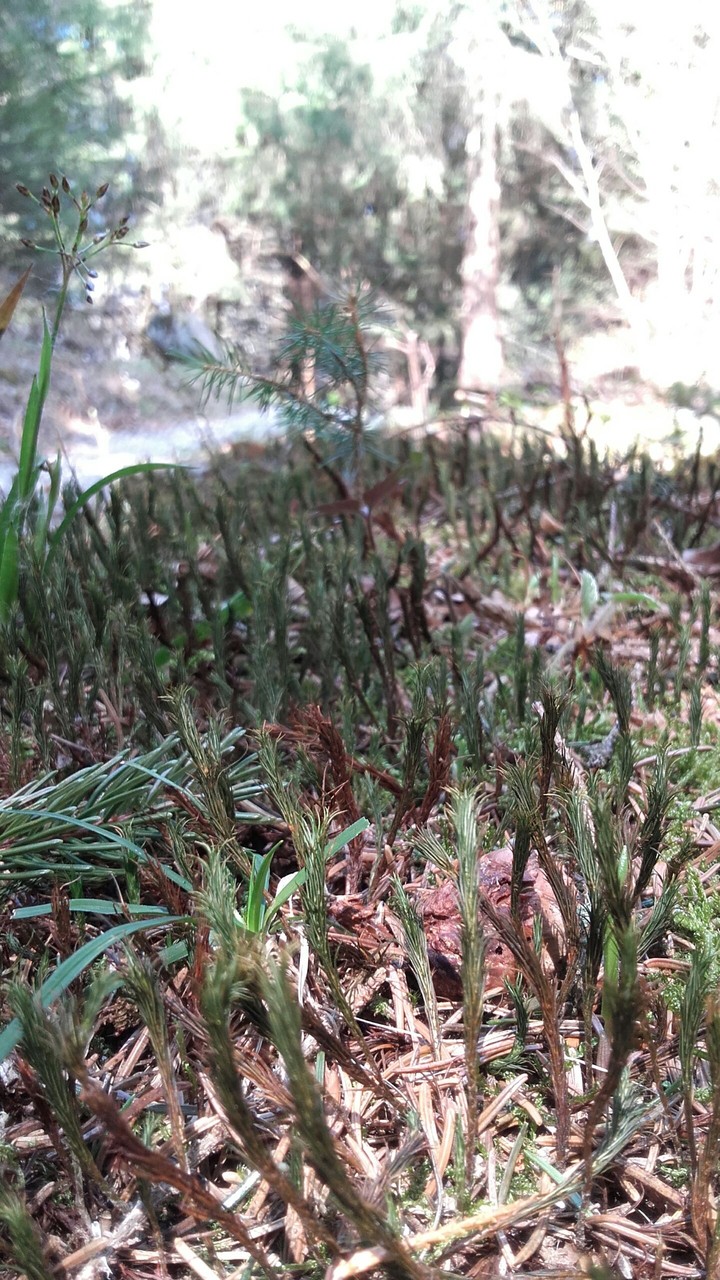 Mini wood
