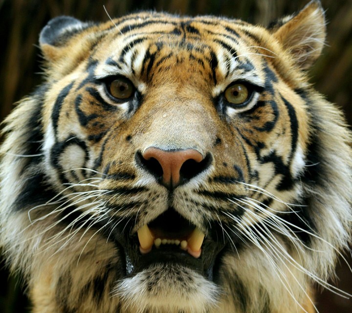 tiger