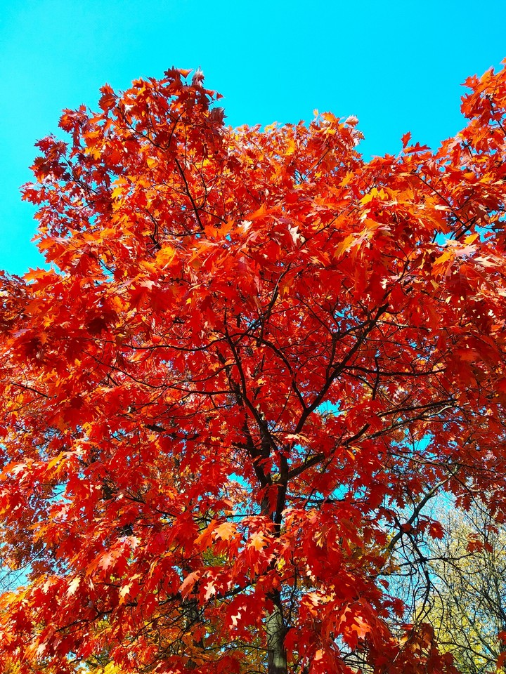 red magic