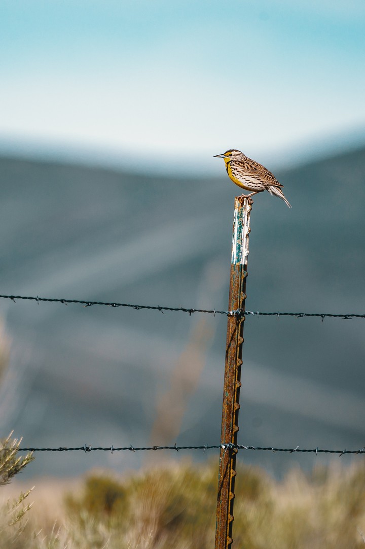 bird