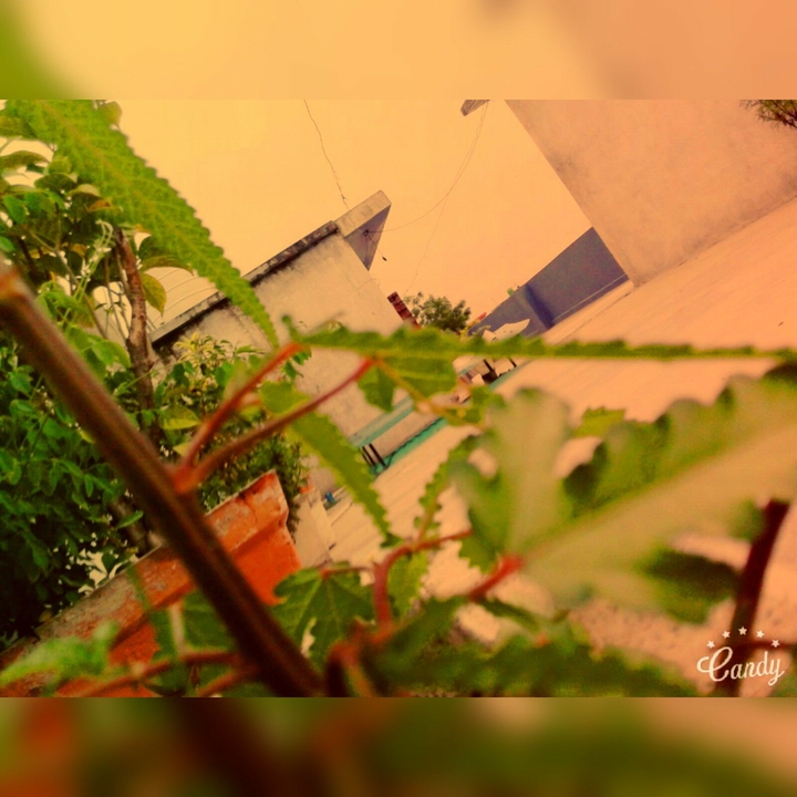 monsoons gift