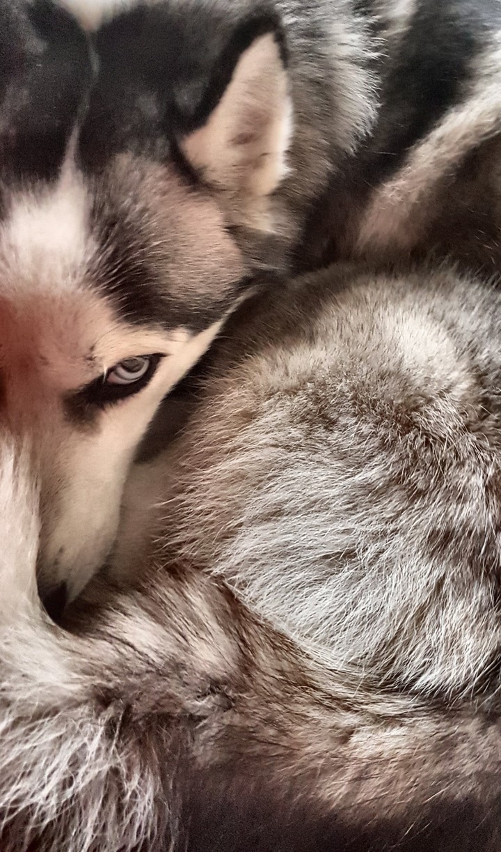 husky Siberiano
