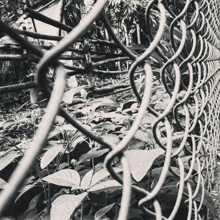 net for protection