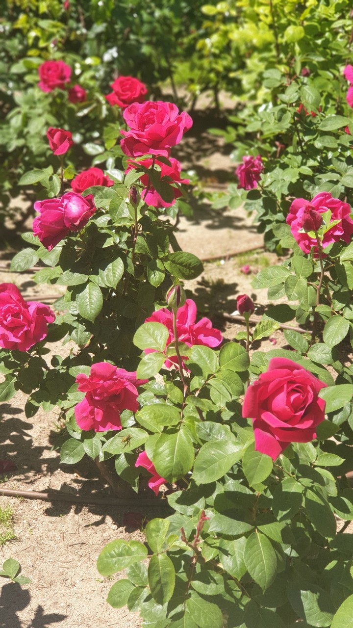 Spring in Alcalá de Henares
