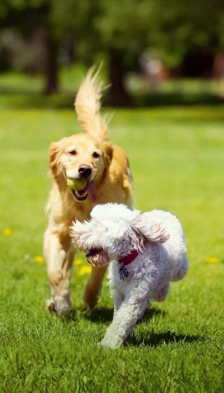 dogs playing