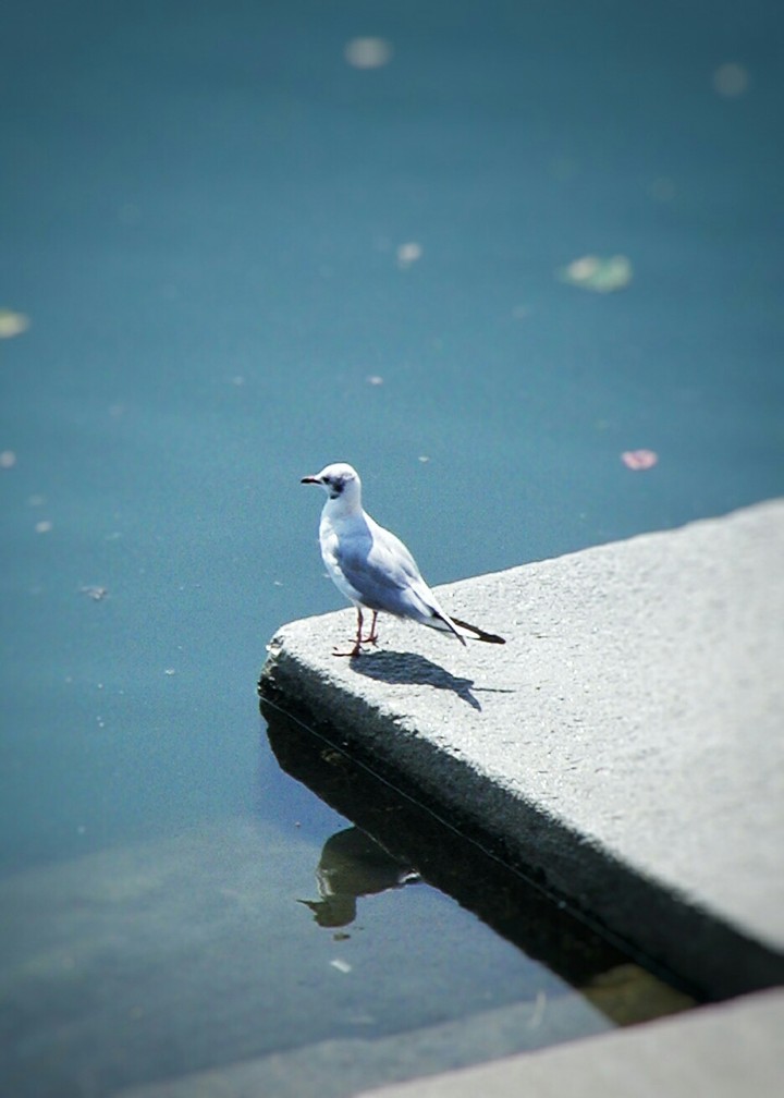 Narcissus