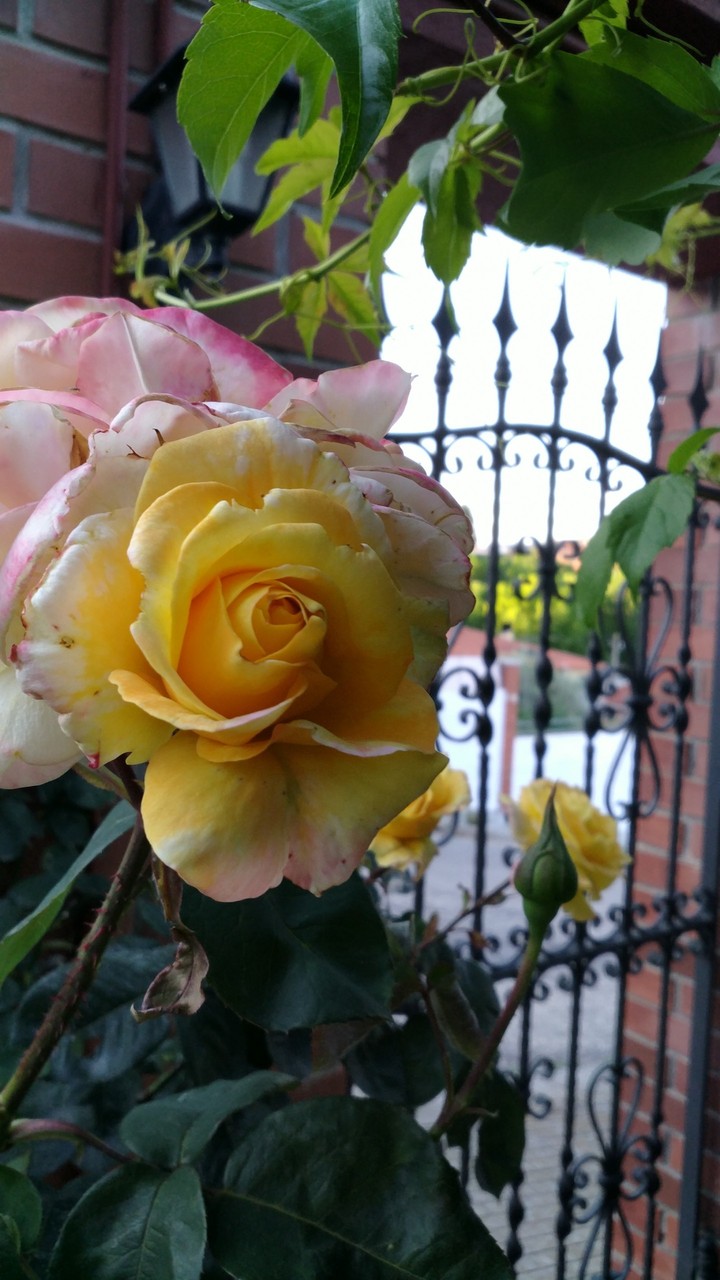Spring roses afternoon