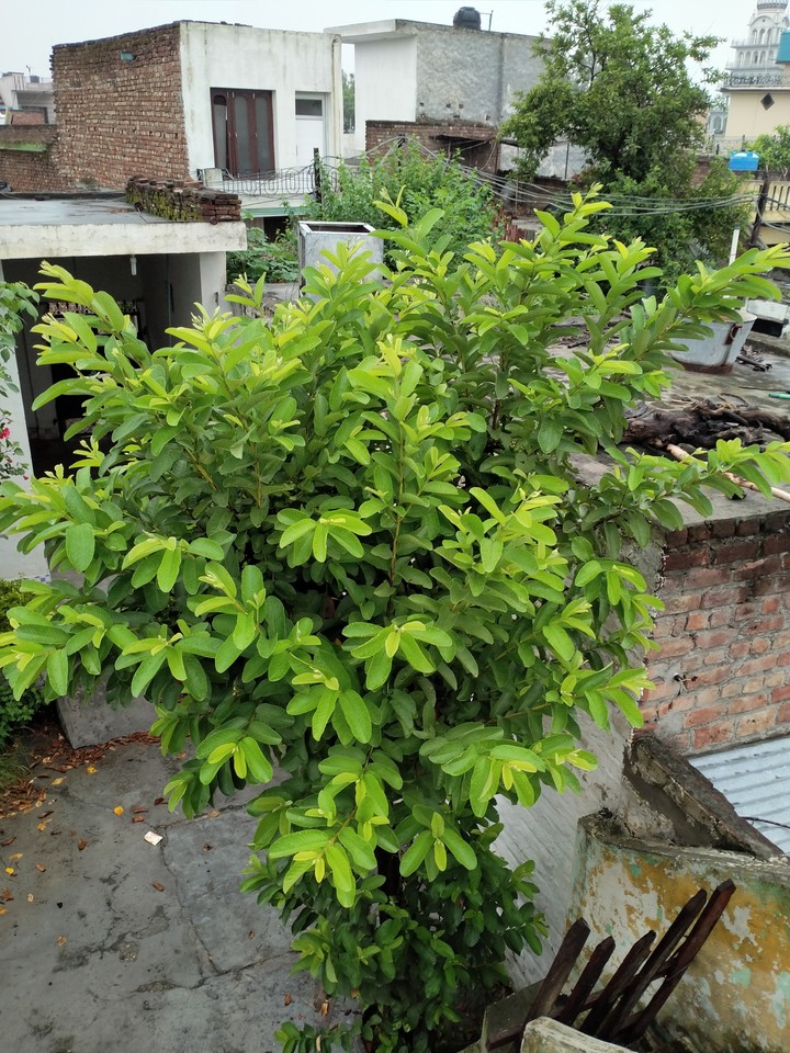 guava tree