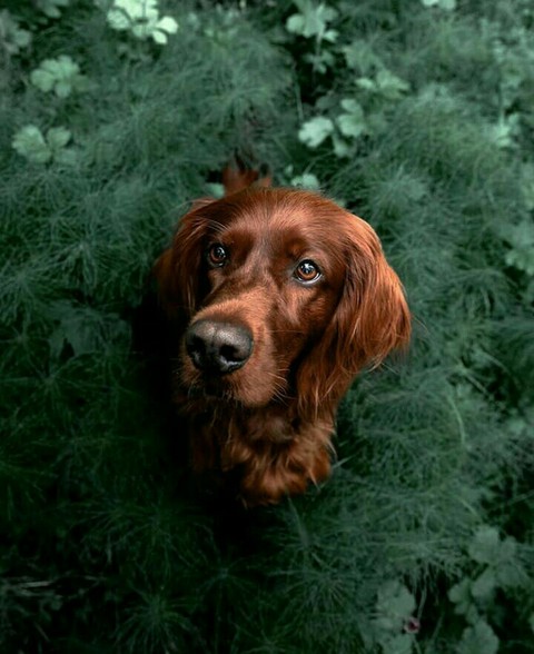 dog